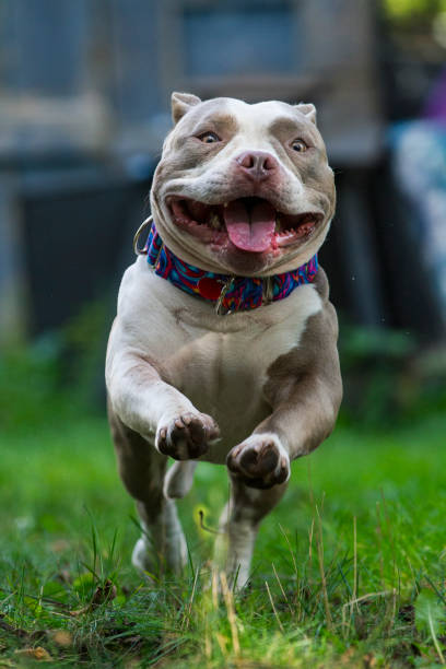 istock Happy Pitbull running towards the camera. Backlight, big smile. 2189902517