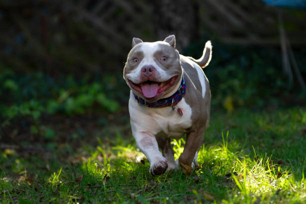 istock Happy Pitbull running towards the camera. Backlight, big smile. 2189902518