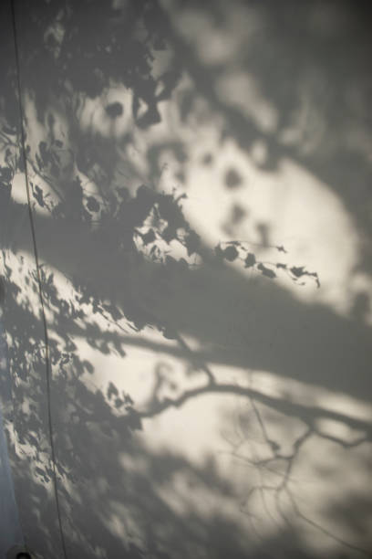 istock Shadow from trees on white wall. Silhouette from plants. Shadow on the Temple. 2189902612
