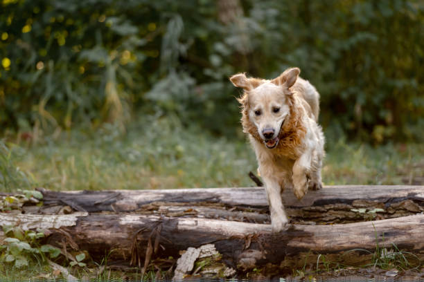 istock Golden Retriever Dog On A Walk 2189905820