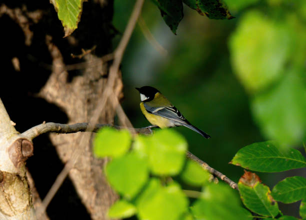 istock Titmouse In Forest Near Feeder 2189905853