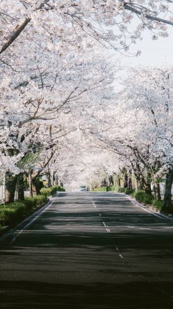 istock Cherry Blossom Road Tunnel 2189906510