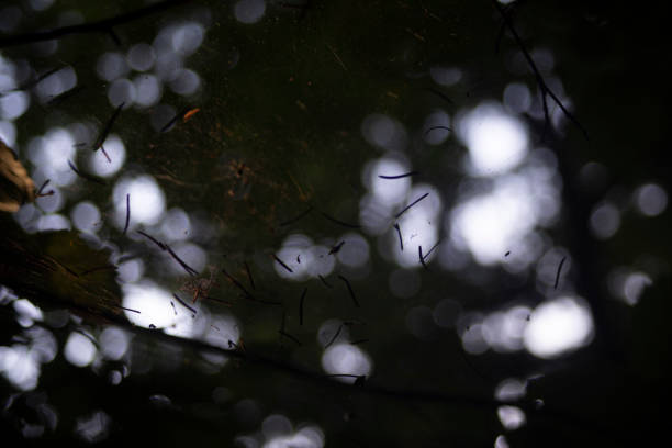 Square photo of a cobweb between the trees lighted by sunrise. Peaceful afternoon in forest. Idea of indian summer, summer, life, and happiness.