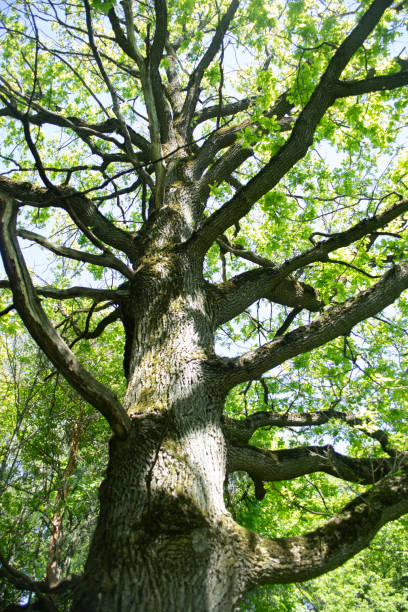 istock A large oak tree in the forest. A tree with large branches. An old oak tree. 2189907121