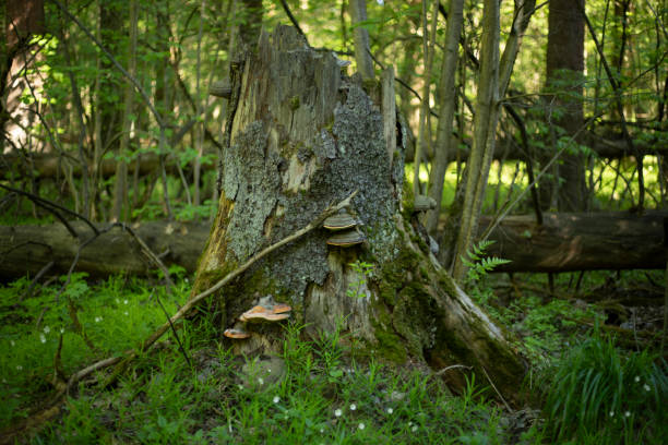 A tree in the forest in the summer. Nature Details. Tree trunk in the wilderness. Forest thicket.