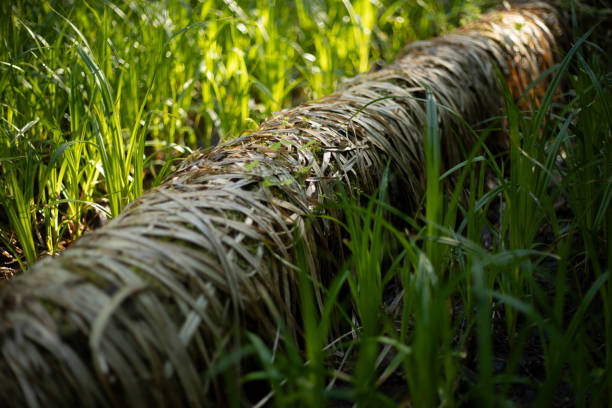 A tree in the forest in the summer. Nature Details. Tree trunk in the wilderness. Forest thicket.