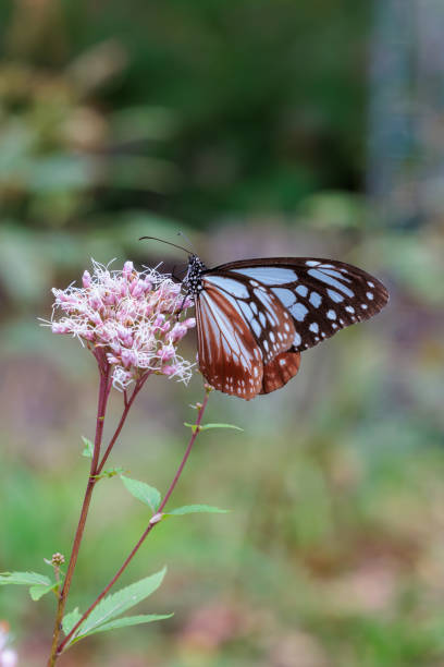 istock Chestnut tiger butterfly sucking nectar from a eupatorium fortunei blooming in an autumn garden. 2189907733