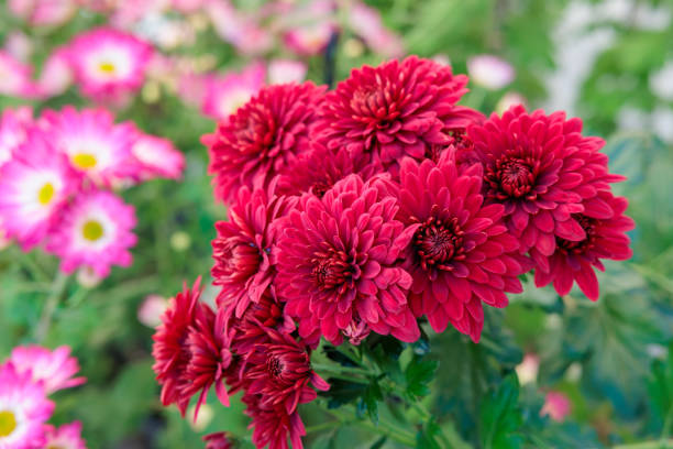istock Beautiful bright red chrysanthemum flowers. 2189908087
