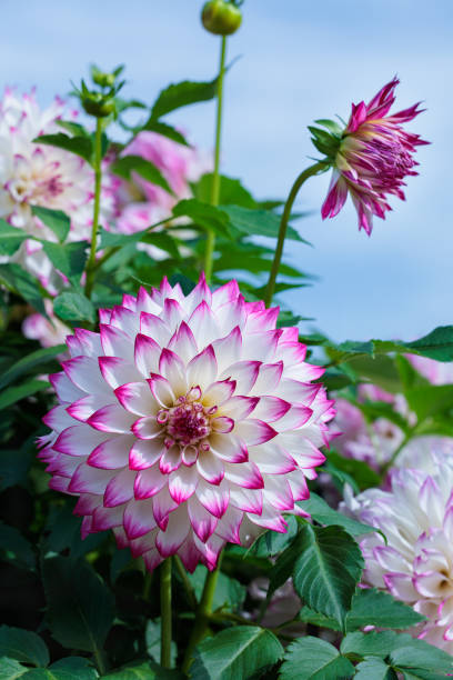 istock Dahlia flower with beautiful pink border. 2189908717