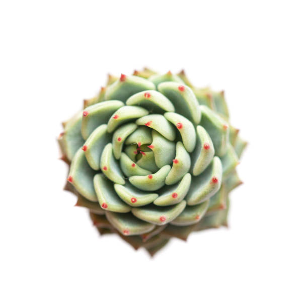 istock Light green Echeveria Alienor flower rosette succulent on white background 2189909550