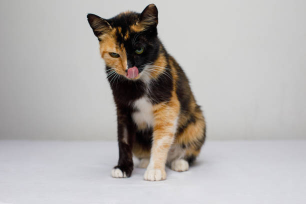 Funny cat pet licking it's nose on white background