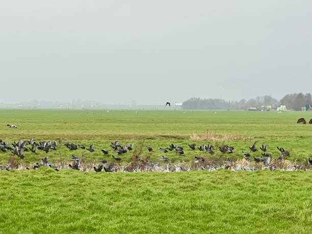 istock Grazing Group of Coot in a Dutch Polder. 2189910003