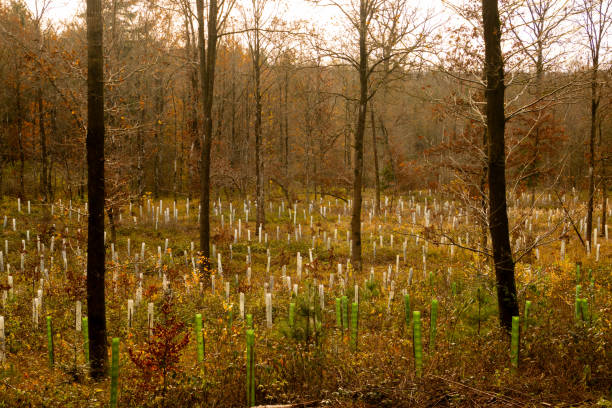 istock Tree nursery in the forest, plastic tubes protecting seedlings 2189910066