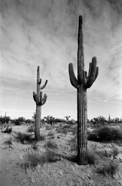 istock Saguaro Cactus Sonora desert Arizona Monochrome 2189912634