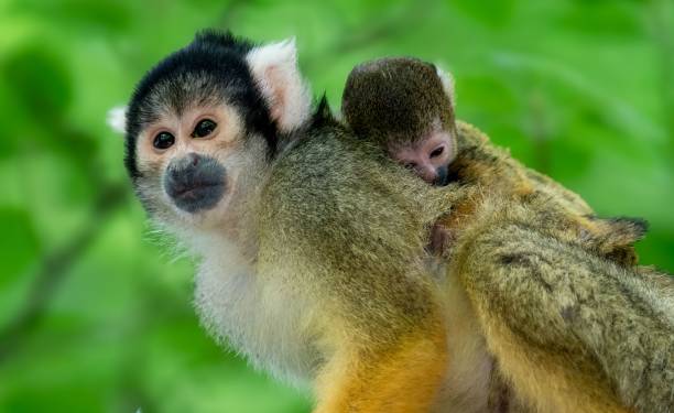 istock Squirrel monkey with baby in lush green habitat 2189915033