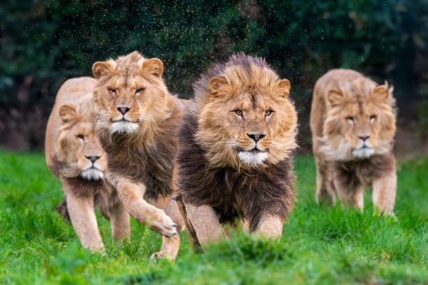 Majestic Lions in Wildlife Reserve