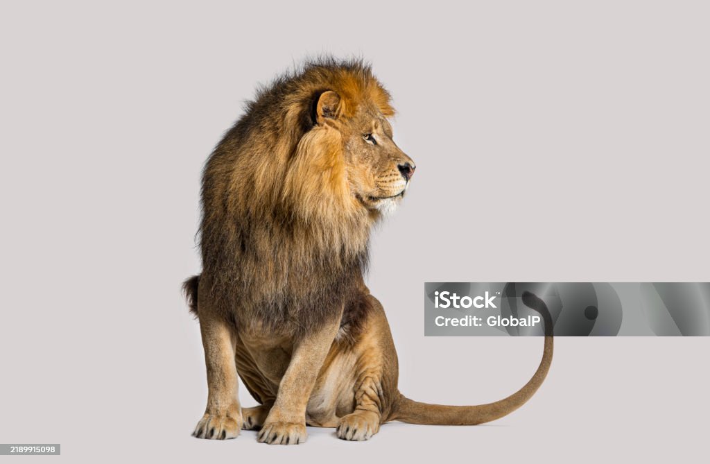 Leone in posizione, guardando lontano vista laterale su sfondo grigio - Foto stock royalty-free di Leone - Grande felino Leone in posizione, guardando lontano vista laterale su sfondo grigio - Foto stock royalty-free di Leone - Grande felino