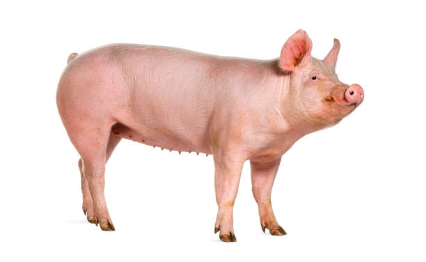 istock Side view of a Domestic pig, isolated on white 2189915108