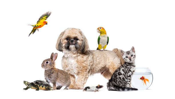 istock Large group of different pets posing together on white background 2189915378