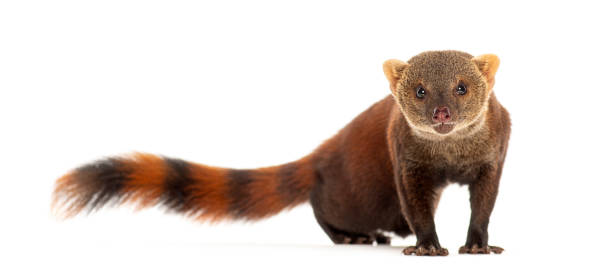 istock Ring-tailed vontsira or ring-tailed mongoos, Galidia elegans, isolated on white 2189915413