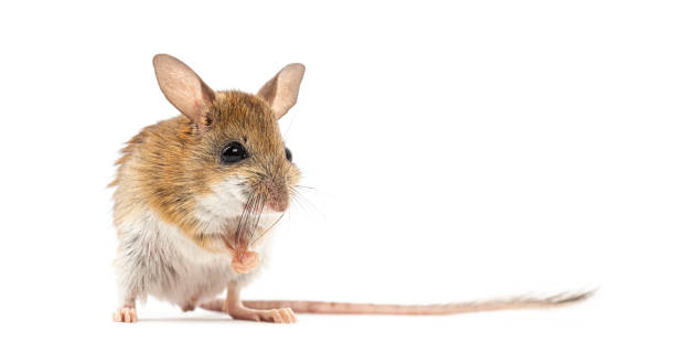 istock Spinifex hopping mouse, Notomys alexis, washing its muzzle with its paws 2189915503