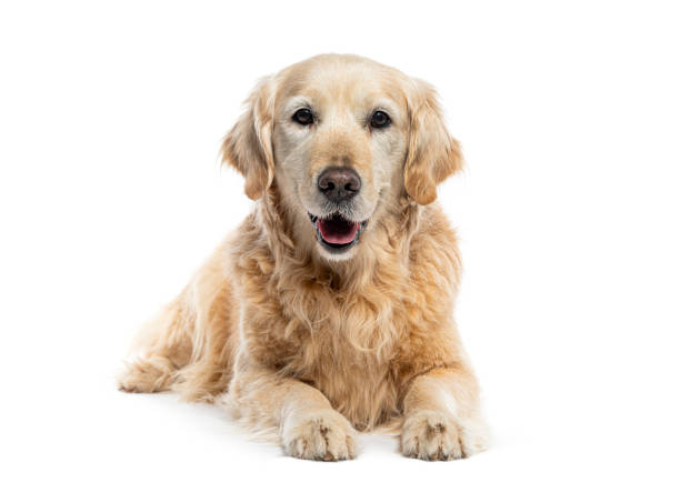 istock Old Golden retriever lying down in front of the camera; mouth open 2189915571