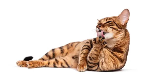 Toyger cat lying and licking its paw on white background Toyger cat lying and licking its paw on white background