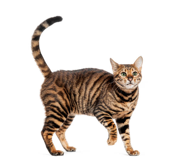 Toyger cat standing and wagging its tail on white background