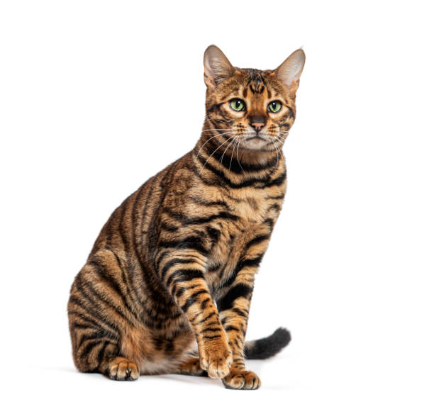 istock Toyger cat sitting and looking away on white background 2189916169