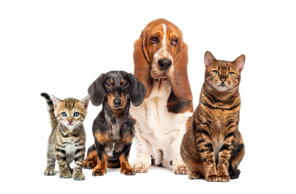 istock cats and dogs, sitting together isolated on white 2189916298