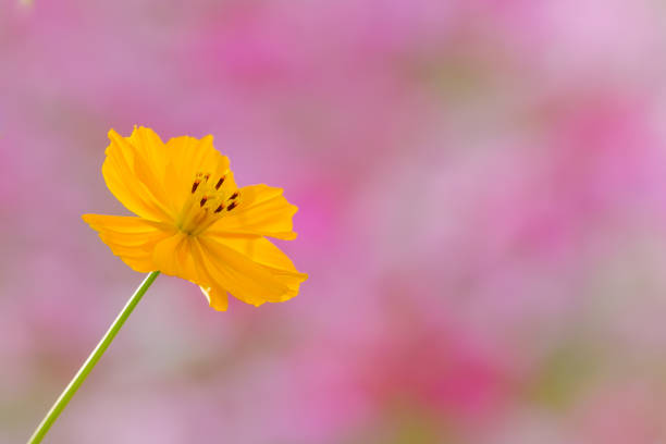 Space for text, top view. Lesser celandine (Ranunculus ficaria) flowers with green leaves isolated on yellow background.