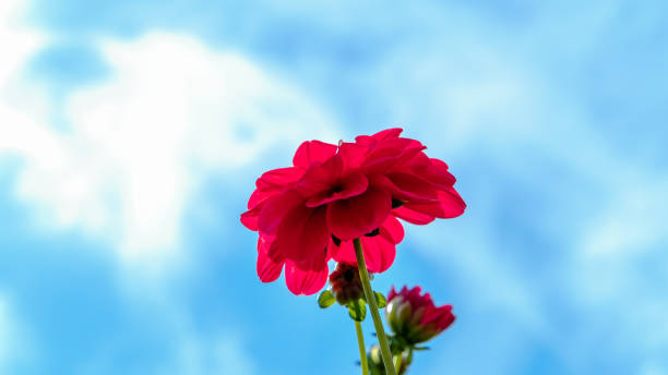 A vibrant red dahlia flower in full bloom, standing out against a brilliant blue sky, evoking a sense of energy and vibrancy.