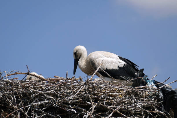 istock Storks returning to their nests in spring have built a nest on a pole in the settlement area, 2189918917