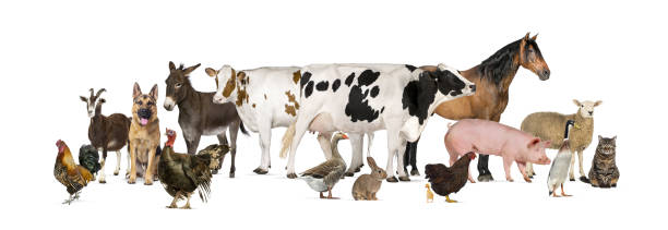 istock Large group of many farm animals standing together 2189919356