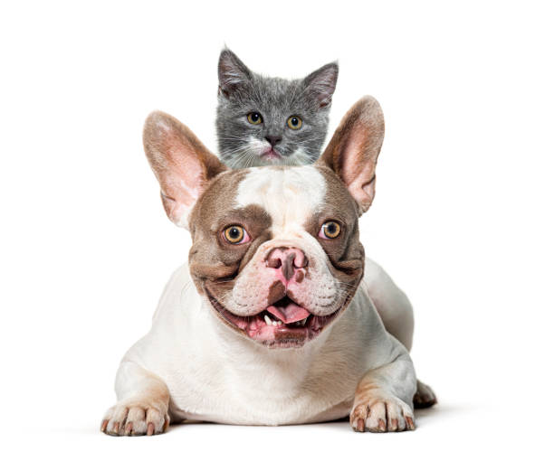 istock French bulldog lying and carrying a grey kitten on its back 2189919418