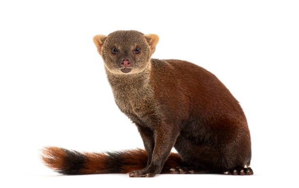 istock Ring-tailed vontsira or ring-tailed mongoos, Galidia elegans, isolated on white 2189919761