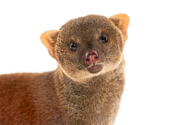 istock Ring-tailed vontsira or ring-tailed mongoos, Galidia elegans, isolated on white 2189919768