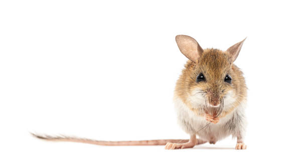 istock Spinifex hopping mouse, Notomys alexis, washing its muzzle with its paws 2189919846