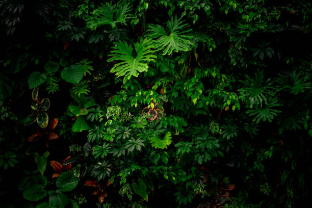 istock Wall of vibrant plants with deep shadows. Biodiversity collection. 2189919917