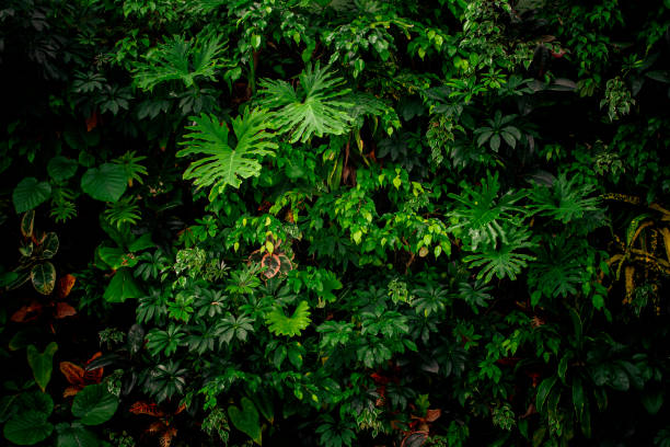 istock Wall of vibrant plants with deep shadows. Biodiversity collection. 2189919928