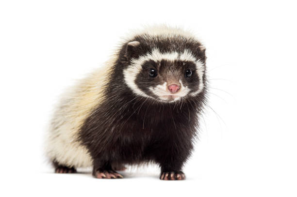 istock Saharan striped polecat, Ictonyx libycus, isolated on white 2189920034