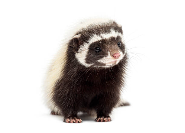 istock Saharan striped polecat, Ictonyx libycus, isolated on white 2189920081