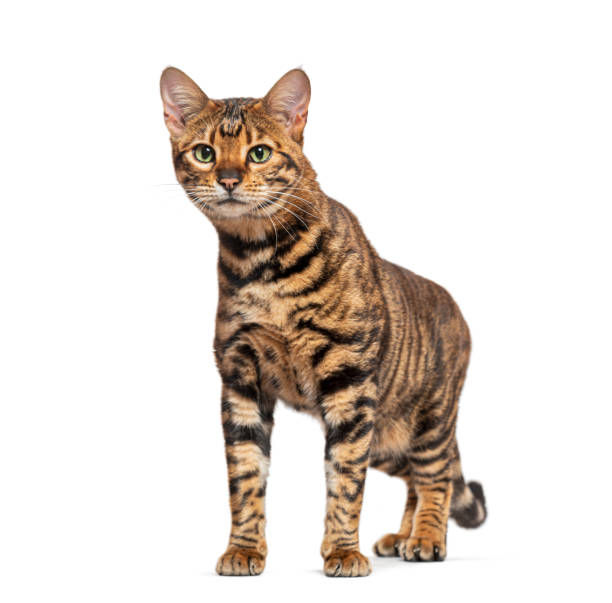 istock Toyger cat standing and looking away on white background 2189920731