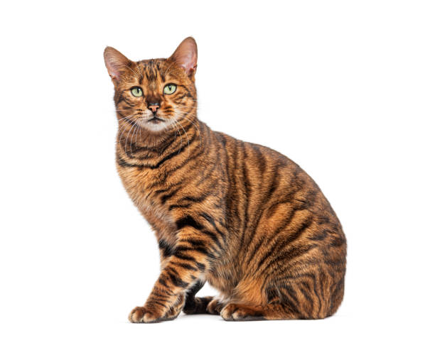 istock Toyger cat sitting and looking away on white background 2189920805