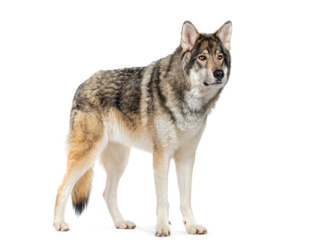 istock Timber Shepherd a kind of Wolfdog, looking away, Isolated on white 2189920883