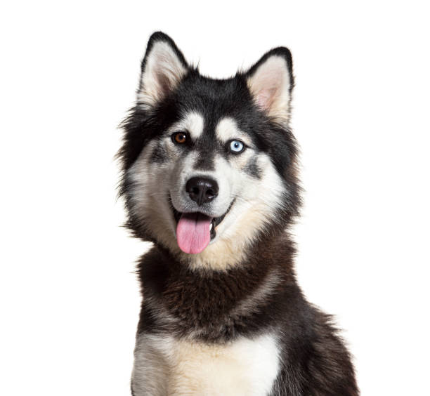 istock Head shot of a Siberian Husky panting, isolated on white 2189920944