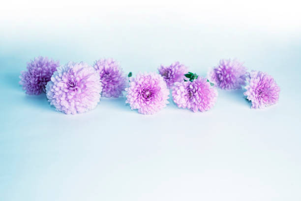 floral frame chrysanthemum flower. Beautiful flowers composition. nature;
