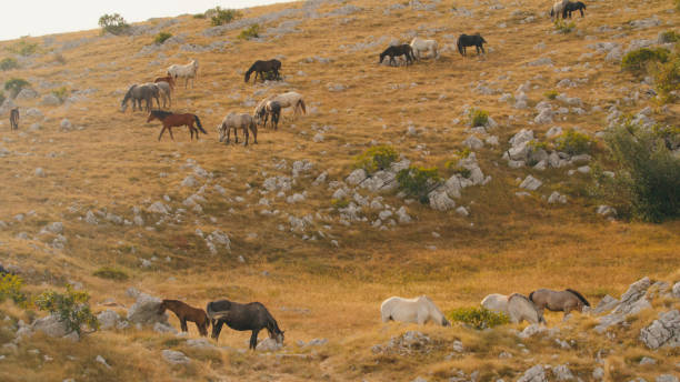 istock Horses Grazing Peacefully on a Rugged Grassy Hill 2189921025