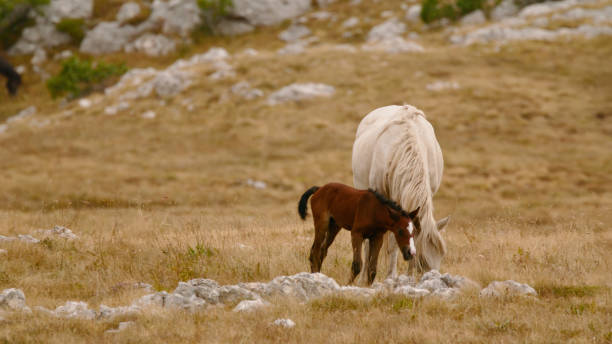 foal scratching itself