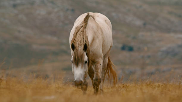 Thoroughbred cremello horse with bridle against stable background